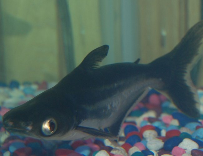 freshwater fish - pangasius hypophthalmus - iridescent shark stocking in 90 gallons tank - my 6 inch iredescent shark freshwater fish - pangasius hypophthalmus - iridescent shark stocking in 90 gallons tank - my 6 inch iredescent shark