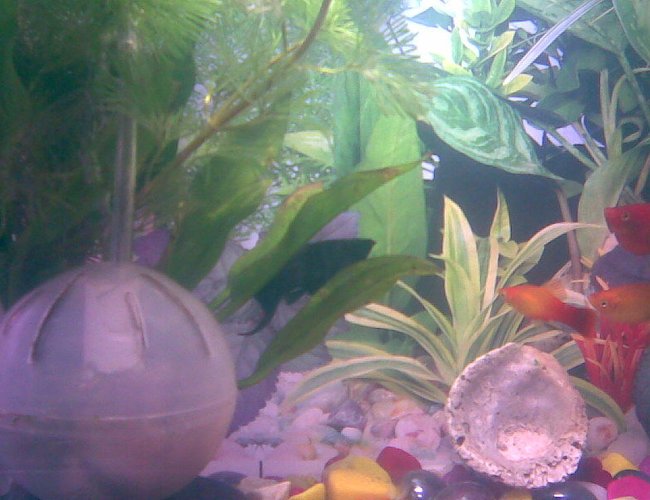 freshwater fish - poecilia latipinna - black lyretail molly stocking in 4 gallons tank - oi freshwater fish - poecilia latipinna - black lyretail molly stocking in 4 gallons tank - oi