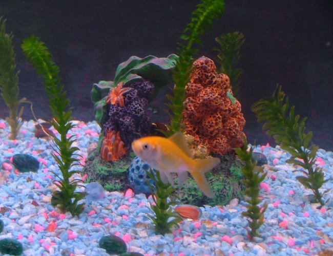 freshwater fish - cyprinus carpio - koi stocking in 55 gallons tank - Hi I'm Jimpo. freshwater fish - cyprinus carpio - koi stocking in 55 gallons tank - Hi I'm Jimpo.
