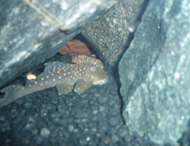 freshwater fish - hemiancistrus sp. - blue phantom pleco (l128) stocking in 72 gallons tank - Blue Phantom and baby King Tiger plecos freshwater fish - hemiancistrus sp. - blue phantom pleco (l128) stocking in 72 gallons tank - Blue Phantom and baby King Tiger plecos