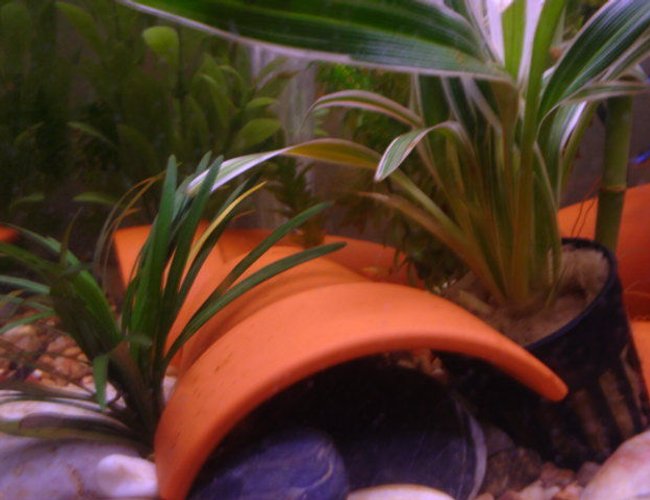 freshwater fish - xiphophorus maculatus - platy stocking in 15 gallons tank - Baby Platty freshwater fish - xiphophorus maculatus - platy stocking in 15 gallons tank - Baby Platty