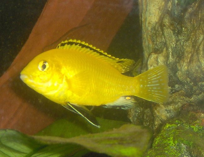 freshwater fish - labidochromis caeruleus - electric yellow cichlid stocking in 55 gallons tank - juvenile male yellow lab freshwater fish - labidochromis caeruleus - electric yellow cichlid stocking in 55 gallons tank - juvenile male yellow lab