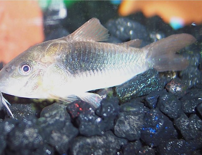 freshwater fish - corydoras panda - panda cory cat stocking in 72 gallons tank - Corydoras Catfish freshwater fish - corydoras panda - panda cory cat stocking in 72 gallons tank - Corydoras Catfish