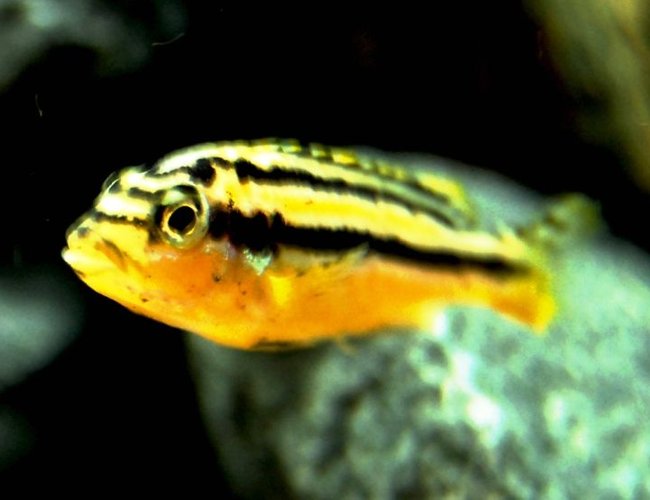 freshwater fish - melanochromis auratus - auratus cichlid stocking in 20 gallons tank - female arautus cichlid freshwater fish - melanochromis auratus - auratus cichlid stocking in 20 gallons tank - female arautus cichlid