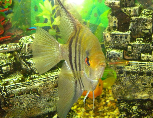 freshwater fish - pterophyllum sp. - silver zebra angel stocking in 110 gallons tank - the big angel freshwater fish - pterophyllum sp. - silver zebra angel stocking in 110 gallons tank - the big angel