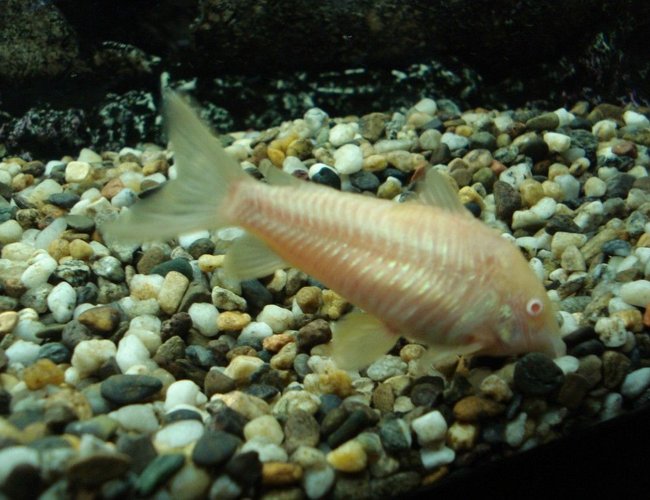 freshwater fish - corydoras aeneus - albino aeneus cory cat stocking in 110 gallons tank - the albino cat fish freshwater fish - corydoras aeneus - albino aeneus cory cat stocking in 110 gallons tank - the albino cat fish