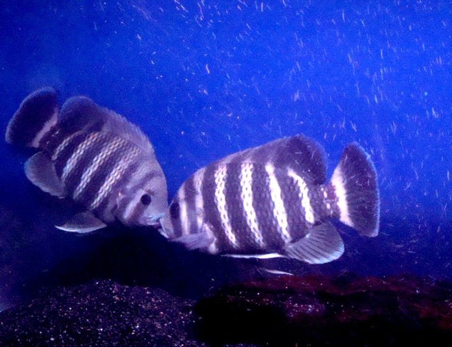 freshwater fish - tilapia buttikoferi - zebra tilapia stocking in 138 gallons tank - My tilapia has now pair.. freshwater fish - tilapia buttikoferi - zebra tilapia stocking in 138 gallons tank - My tilapia has now pair..