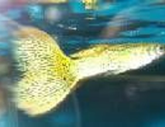 freshwater fish - poecilia reticulata - green cobra guppy stocking in 55 gallons tank - guppy...1st time taking pics.. freshwater fish - poecilia reticulata - green cobra guppy stocking in 55 gallons tank - guppy...1st time taking pics..