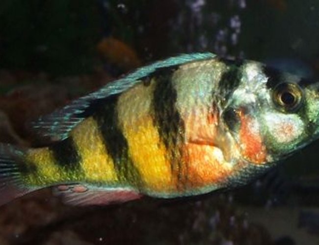 freshwater fish - haplochromis sp. 44 - red tail stocking in 280 gallons tank - My Victorian. freshwater fish - haplochromis sp. 44 - red tail stocking in 280 gallons tank - My Victorian.