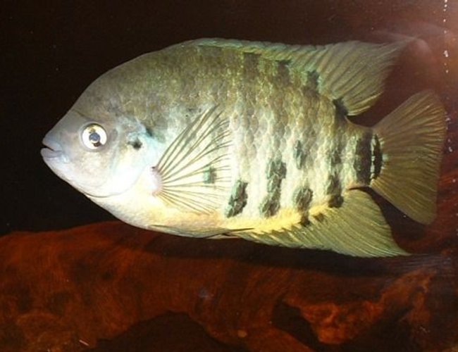 freshwater fish - archocentrus centrarchus - flier cichlid stocking in 150 gallons tank - Breeding pair Archocentrus centrachus freshwater fish - archocentrus centrarchus - flier cichlid stocking in 150 gallons tank - Breeding pair Archocentrus centrachus
