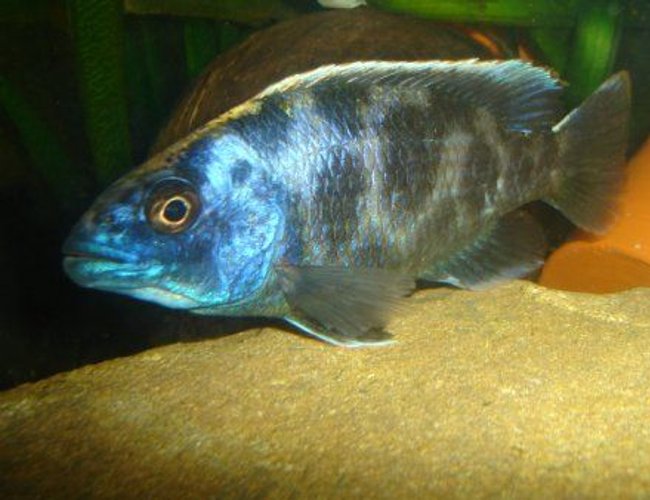 freshwater fish - nimbochromis venustus - venustus cichlid stocking in 70 gallons tank - Nimbochromis venustus freshwater fish - nimbochromis venustus - venustus cichlid stocking in 70 gallons tank - Nimbochromis venustus