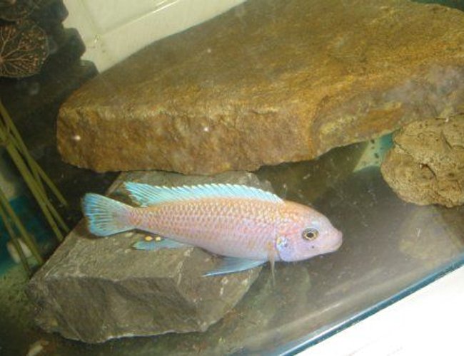 freshwater fish - maylandia estherae - cherry red cichlid stocking in 70 gallons tank - maylandia male freshwater fish - maylandia estherae - cherry red cichlid stocking in 70 gallons tank - maylandia male