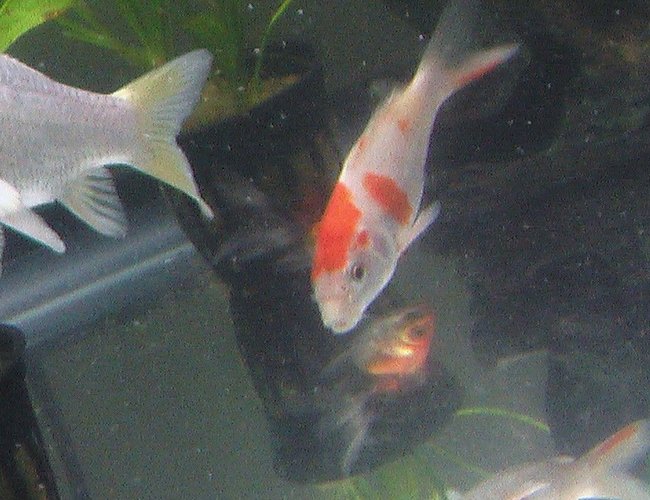 freshwater fish - cyprinus carpio - koi stocking in 28 gallons tank - it looks so nice... freshwater fish - cyprinus carpio - koi stocking in 28 gallons tank - it looks so nice...