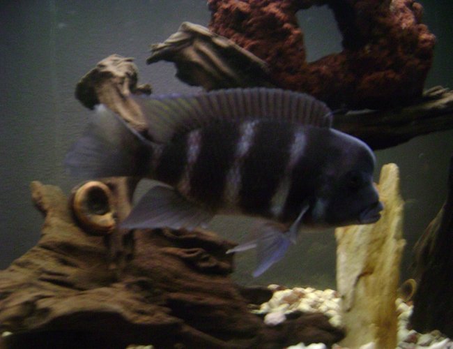 freshwater fish - cyphotilapia frontosa - frontosa cichlid stocking in 120 gallons tank - 7 Inch African Frontosa
Cyphotilapia Frontosa freshwater fish - cyphotilapia frontosa - frontosa cichlid stocking in 120 gallons tank - 7 Inch African Frontosa
Cyphotilapia Frontosa