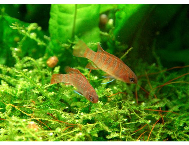 freshwater fish - dario dario - scarlet gem badis stocking in 15 gallons tank - Babis Babis (thats what they fish seller called it) :P freshwater fish - dario dario - scarlet gem badis stocking in 15 gallons tank - Babis Babis (thats what they fish seller called it) :P
