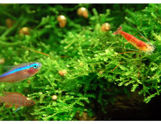 freshwater fish - paracheirodon axelrodi - cardinal tetra stocking in 15 gallons tank - Tetra, Babis looking at Shrimpy (Tetra's color still not mature yet cause i took this shot 10 mins after i'd turn on the tank's lights) freshwater fish - paracheirodon axelrodi - cardinal tetra stocking in 15 gallons tank - Tetra, Babis looking at Shrimpy (Tetra's color still not mature yet cause i took this shot 10 mins after i'd turn on the tank's lights)