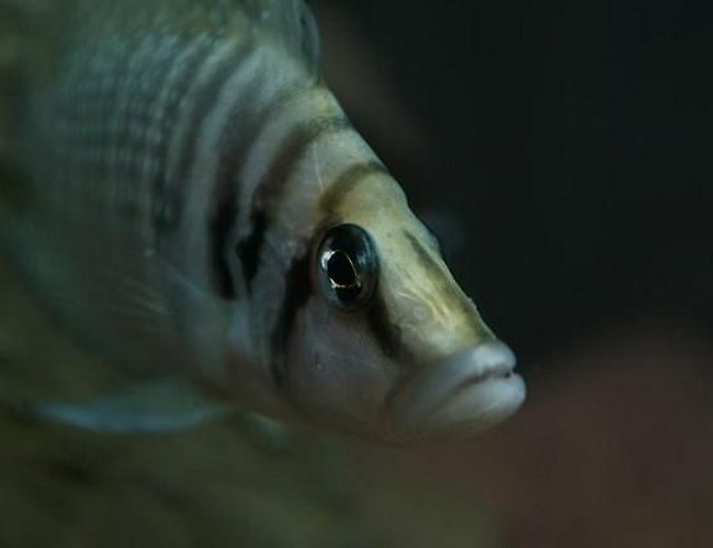 freshwater fish - altolamprologus calvus - white chaitika stocking in 95 gallons tank - Altolamprologus calvus 'white chaitika', male half of WC pair. freshwater fish - altolamprologus calvus - white chaitika stocking in 95 gallons tank - Altolamprologus calvus 'white chaitika', male half of WC pair.