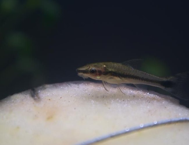 freshwater fish - otocinclus affinis - dwarf otocinclus stocking in 95 gallons tank - Otocinclus affinis freshwater fish - otocinclus affinis - dwarf otocinclus stocking in 95 gallons tank - Otocinclus affinis