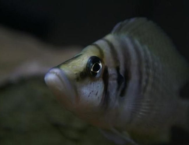 freshwater fish - altolamprologus calvus - white chaitika stocking in 95 gallons tank - Altolamprologus calvus 'white chaitika', male half of WC pair. freshwater fish - altolamprologus calvus - white chaitika stocking in 95 gallons tank - Altolamprologus calvus 'white chaitika', male half of WC pair.