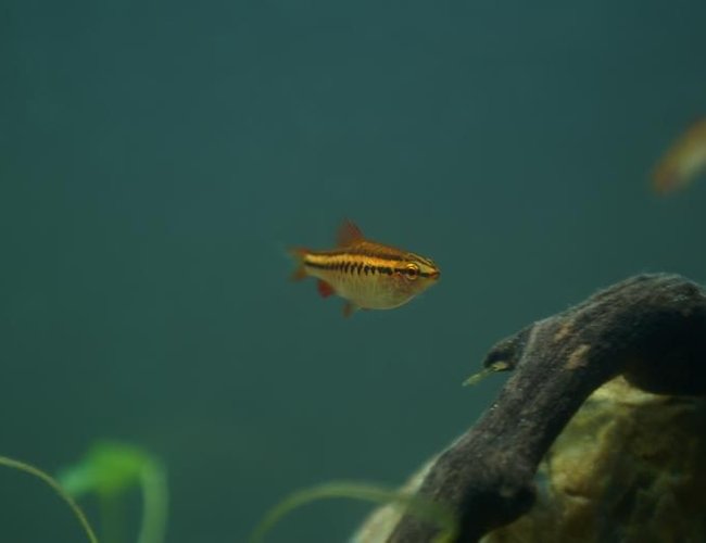 freshwater fish - puntius titteya - albino cherry barb stocking in 95 gallons tank - Puntius titteya female freshwater fish - puntius titteya - albino cherry barb stocking in 95 gallons tank - Puntius titteya female