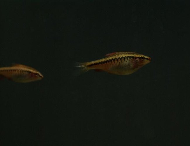 freshwater fish - puntius titteya - albino cherry barb stocking in 95 gallons tank - Puntius titteya female freshwater fish - puntius titteya - albino cherry barb stocking in 95 gallons tank - Puntius titteya female