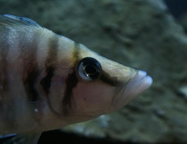 freshwater fish - altolamprologus calvus - white chaitika stocking in 95 gallons tank - Altolamprologus calvus 'white chaitika', male half of WC pair. freshwater fish - altolamprologus calvus - white chaitika stocking in 95 gallons tank - Altolamprologus calvus 'white chaitika', male half of WC pair.