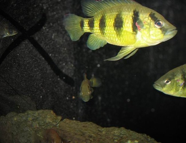 freshwater fish - astatotilapia latifasciata - zebra obliquidens stocking in 100 gallons tank - this is dave and his mates he is a two year old five star general freshwater fish - astatotilapia latifasciata - zebra obliquidens stocking in 100 gallons tank - this is dave and his mates he is a two year old five star general