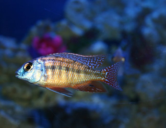 freshwater fish - protomelas taeniolatus - red empress stocking in 90 gallons tank - Protomelas Taeniolatus (Red) freshwater fish - protomelas taeniolatus - red empress stocking in 90 gallons tank - Protomelas Taeniolatus (Red)