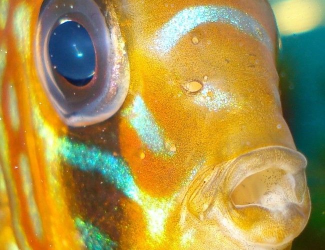 freshwater fish - symphysodon sp. - pigeon blood discus stocking in 110 gallons tank - my discus....lol freshwater fish - symphysodon sp. - pigeon blood discus stocking in 110 gallons tank - my discus....lol
