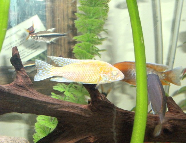 freshwater fish - aulonocara sp. - strawberry peacock cichlid stocking in 40 gallons tank - peacock cichlid freshwater fish - aulonocara sp. - strawberry peacock cichlid stocking in 40 gallons tank - peacock cichlid