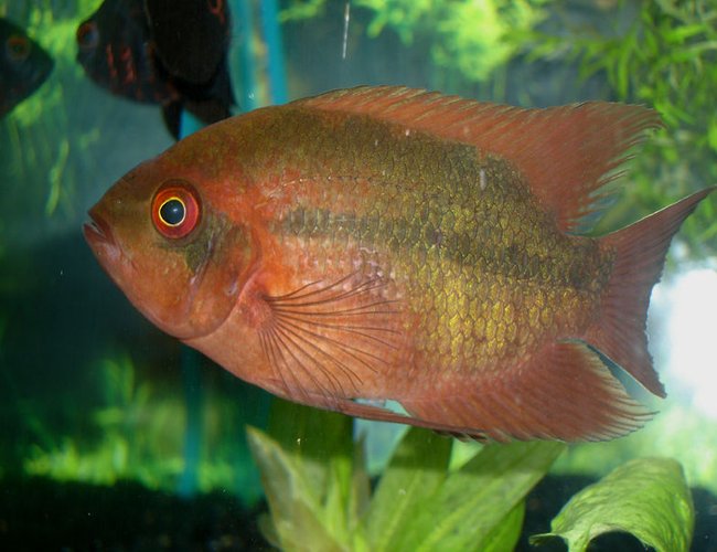 freshwater fish - hypselecara temporalis - chocolate cichlid stocking in 60 gallons tank - Chocolate Cichlid- "COUNT CHOCULA" freshwater fish - hypselecara temporalis - chocolate cichlid stocking in 60 gallons tank - Chocolate Cichlid- "COUNT CHOCULA"