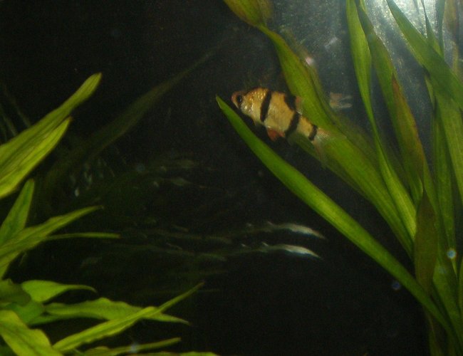 freshwater fish - puntius tetrazona - tiger barb stocking in 29 gallons tank - TIGER BARB freshwater fish - puntius tetrazona - tiger barb stocking in 29 gallons tank - TIGER BARB