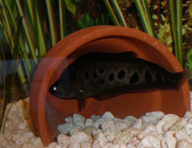 freshwater fish - notopterus chitala - clown knife fish stocking in 29 gallons tank - CLOWN KNIFE freshwater fish - notopterus chitala - clown knife fish stocking in 29 gallons tank - CLOWN KNIFE