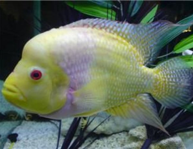 freshwater fish - cichlasoma sp. - flower horn cichlid stocking in 100 gallons tank - female flowerhorn, colours are faded looking cause the pic was taken from my phone. looks much better in person, freshwater fish - cichlasoma sp. - flower horn cichlid stocking in 100 gallons tank - female flowerhorn, colours are faded looking cause the pic was taken from my phone. looks much better in person,