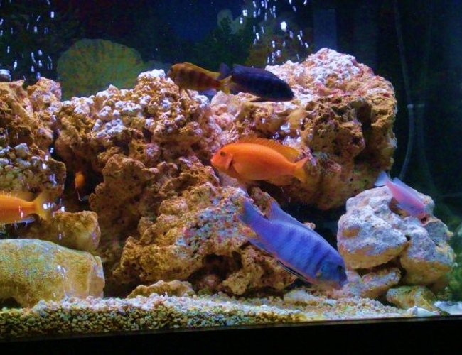 freshwater fish - aulonocara nyassae - blue peacock cichlid stocking in 75 gallons tank - assorted african cichlids freshwater fish - aulonocara nyassae - blue peacock cichlid stocking in 75 gallons tank - assorted african cichlids