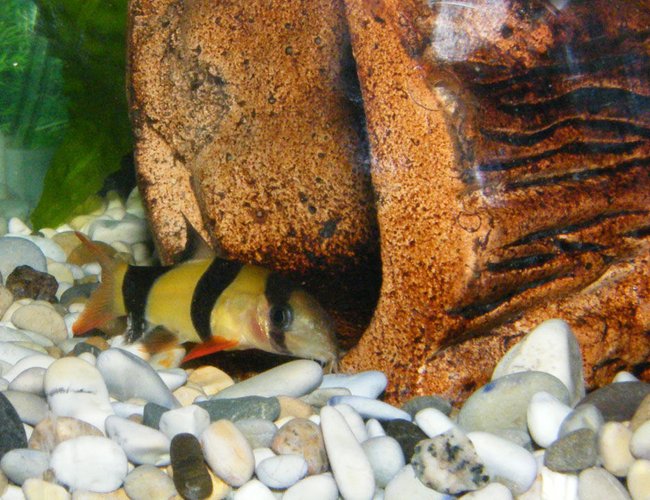 freshwater fish - botia macracantha - clown loach stocking in 32 gallons tank - Clown Loach freshwater fish - botia macracantha - clown loach stocking in 32 gallons tank - Clown Loach