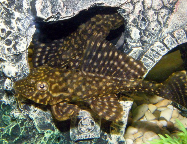 freshwater fish - hypostomus punctatus - trinidad pleco stocking in 32 gallons tank - Trinidad Pleco freshwater fish - hypostomus punctatus - trinidad pleco stocking in 32 gallons tank - Trinidad Pleco