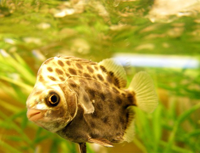 freshwater fish - scatophagus argus - ruby scat stocking in 32 gallons tank - Green Scat freshwater fish - scatophagus argus - ruby scat stocking in 32 gallons tank - Green Scat