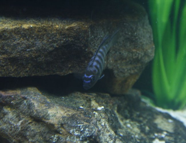 freshwater fish - pseudotropheus demasoni - demasoni cichlid stocking in 105 gallons tank - Mpanga freshwater fish - pseudotropheus demasoni - demasoni cichlid stocking in 105 gallons tank - Mpanga