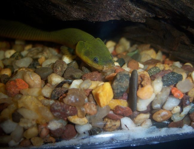 freshwater fish - erpetoichthys calabaricus - rope fish stocking in 55 gallons tank - NEW: Ropefish(Reedfish) freshwater fish - erpetoichthys calabaricus - rope fish stocking in 55 gallons tank - NEW: Ropefish(Reedfish)
