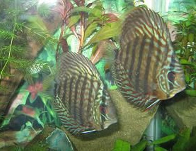 freshwater fish - symphysodon sp. - green tefe discus stocking in 45 gallons tank - My Red Turquoise freshwater fish - symphysodon sp. - green tefe discus stocking in 45 gallons tank - My Red Turquoise