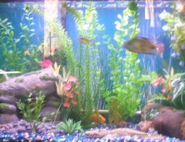 freshwater fish - thorichthys meeki - firemouth cichlid stocking in 30 gallons tank - pic freshwater fish - thorichthys meeki - firemouth cichlid stocking in 30 gallons tank - pic