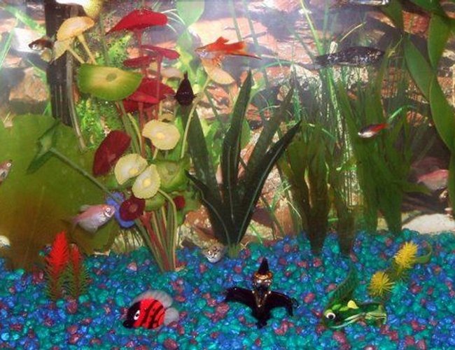 freshwater fish - xiphophorus maculatus - platy stocking in 30 gallons tank - pic freshwater fish - xiphophorus maculatus - platy stocking in 30 gallons tank - pic