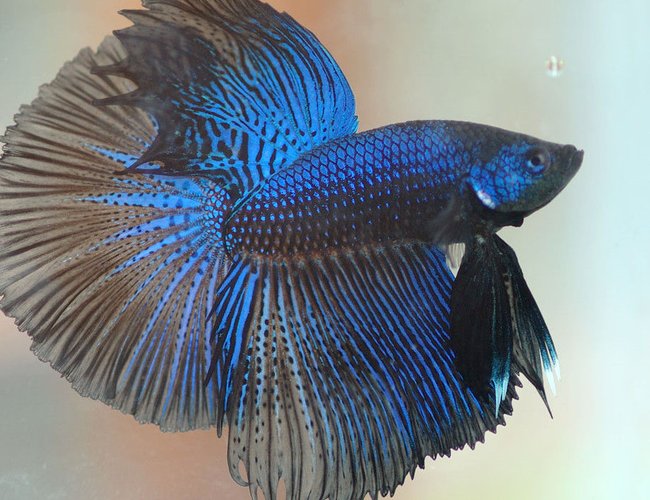 freshwater fish - betta splendens - half moon betta stocking in 30 gallons tank - pic freshwater fish - betta splendens - half moon betta stocking in 30 gallons tank - pic