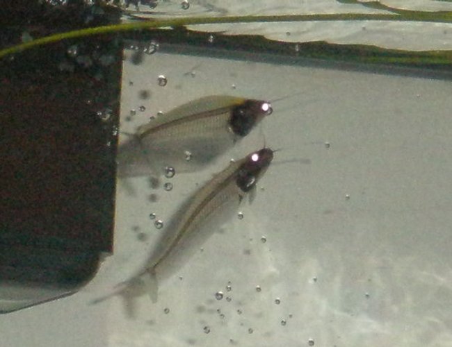freshwater fish - kryptopterus bicirrhis - ghost glass cat stocking in 55 gallons tank - Glass Cats AKA (kryptopterus bicirrhis & k. minor) freshwater fish - kryptopterus bicirrhis - ghost glass cat stocking in 55 gallons tank - Glass Cats AKA (kryptopterus bicirrhis & k. minor)