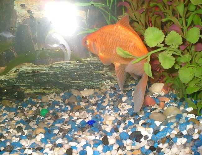 freshwater fish - carassius auratus - sarasa comet stocking in 75 gallons tank - wow freshwater fish - carassius auratus - sarasa comet stocking in 75 gallons tank - wow