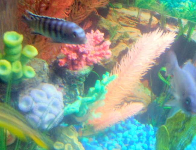 freshwater fish - pseudotropheus demasoni - demasoni cichlid stocking in 30 gallons tank - pic freshwater fish - pseudotropheus demasoni - demasoni cichlid stocking in 30 gallons tank - pic
