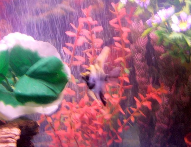 freshwater fish - pterophyllum sp. - marble veil angel stocking in 30 gallons tank - pic freshwater fish - pterophyllum sp. - marble veil angel stocking in 30 gallons tank - pic