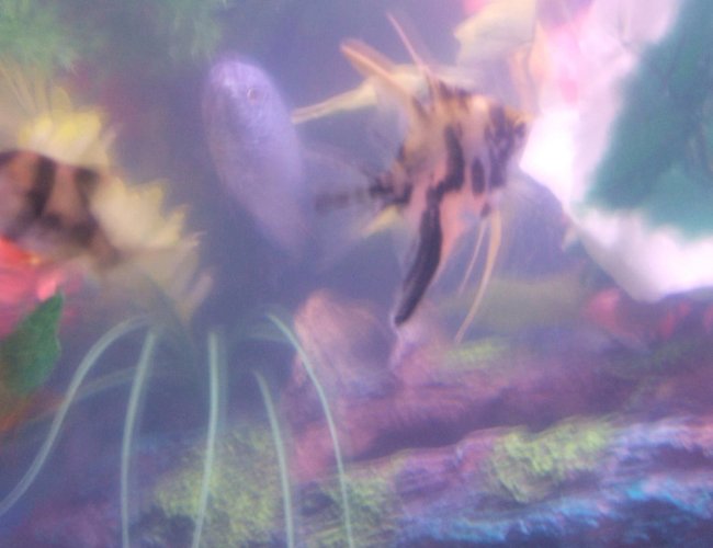 freshwater fish - pterophyllum sp. - koi angel stocking in 30 gallons tank - pic freshwater fish - pterophyllum sp. - koi angel stocking in 30 gallons tank - pic
