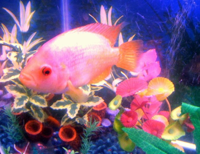 freshwater fish - amphilophus citrinellus - midas cichlid stocking in 30 gallons tank - pic freshwater fish - amphilophus citrinellus - midas cichlid stocking in 30 gallons tank - pic